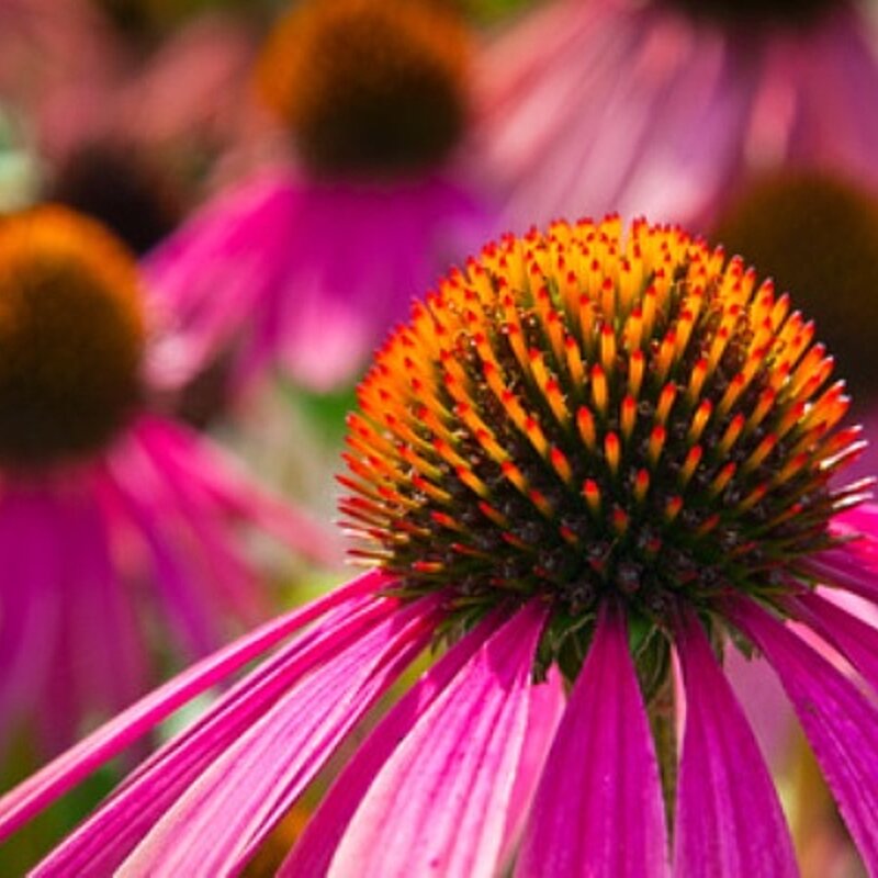 Phytotherapie_© hanseat400.jpg